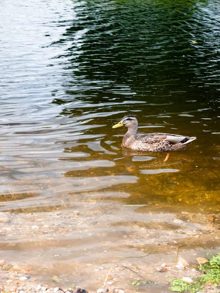 Zijaanzicht Van Bruine Wilde Eend Het Rivierwater Buiten — Stockfoto