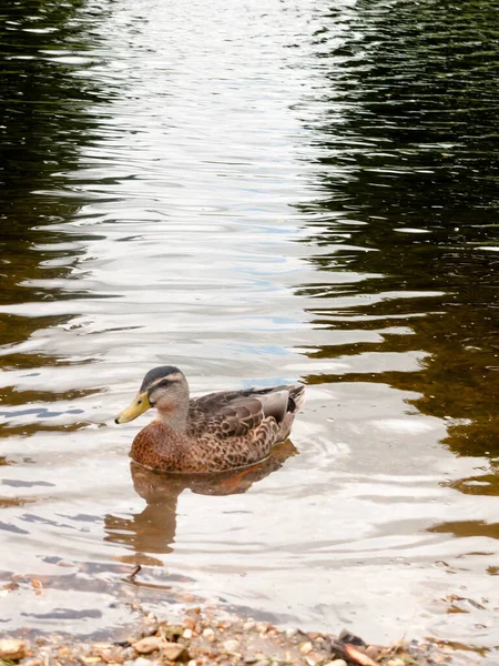 Bonito Retrato Mallard Marrón Solo Agua Del Río —  Fotos de Stock