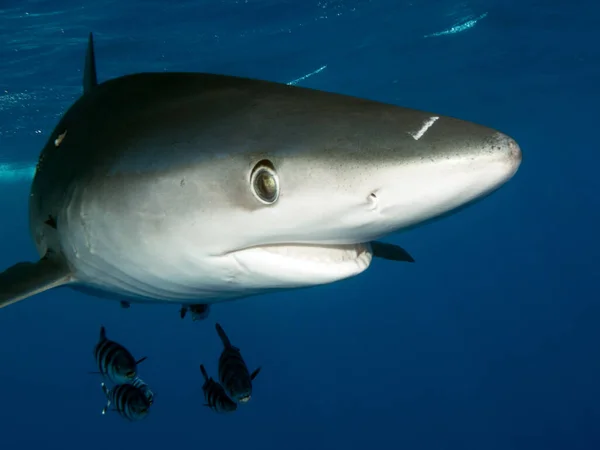 Marine Life Shark Fish Stock Picture