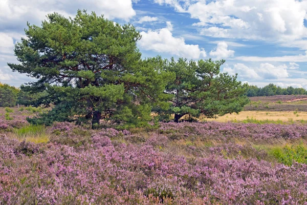 Mehlinger Heath Bloom August Stock Image