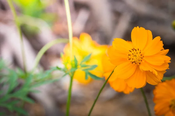 Imagem Fundo Das Flores Coloridas Natureza Fundo — Fotografia de Stock