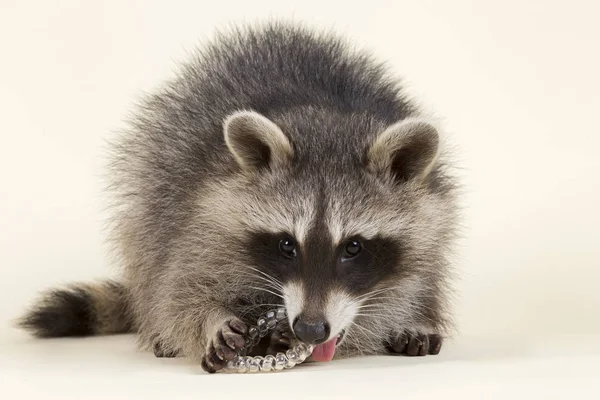 Masked Robber Checks Prey Raccoon Procyon Lotor Cub Age Months — Stock Photo, Image