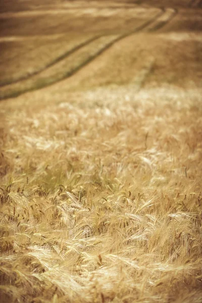 Rye Field Agriculture Plants — Stock Photo, Image