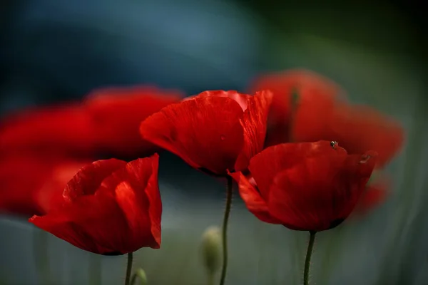 Fleurs Pavot Fleurs Rouges — Photo