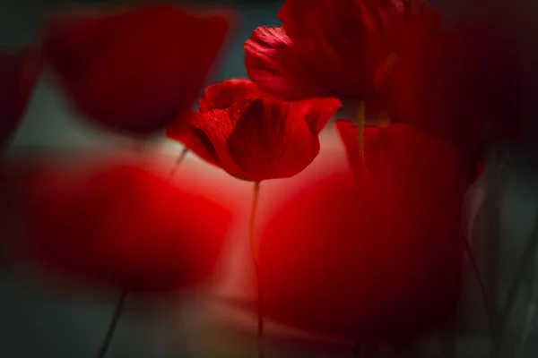 花のポピーの花 — ストック写真