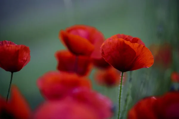 Fleurs Pavot Fleurs Rouges — Photo