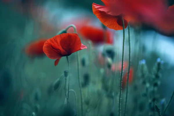Цветы Мака Красные Цветы — стоковое фото