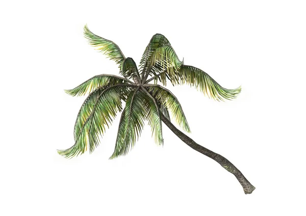 Återgivning Kokospalmer Träd Isolerad Vit Bakgrund — Stockfoto
