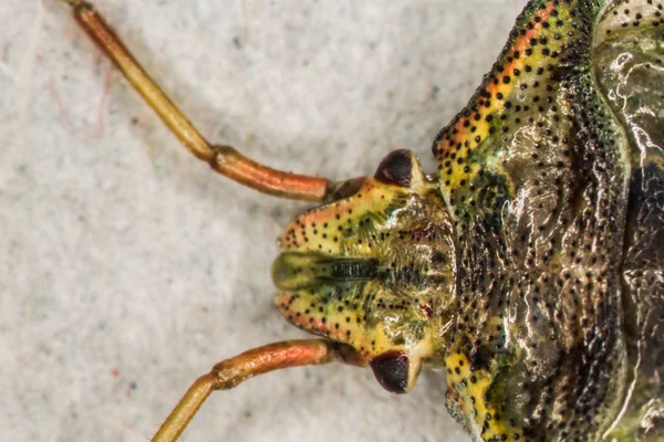 Insecto Hoja Como Chupador Plantas —  Fotos de Stock