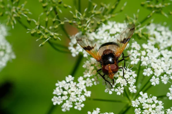 Της Κοινής Μύγας Μέλισσας Volucella Pellucens Ένα Λουλούδι — Φωτογραφία Αρχείου