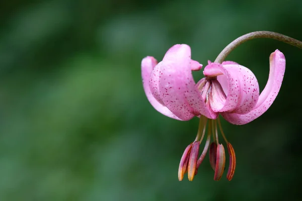 Fiore Rosa Lilla Turca Lilium Martagon Sfondo Verde — Foto Stock