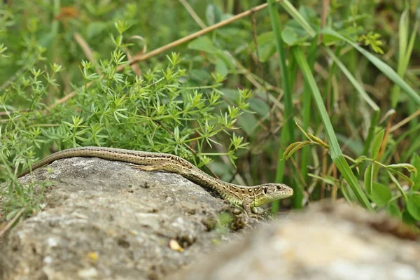 Perto Lagarto Habitat Conceito Selvageria — Fotografia de Stock