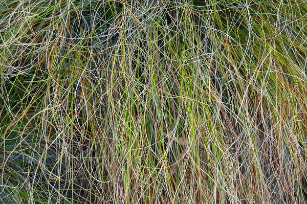 Buntes Almgras Mount Buffalo Victoria Australien — Stockfoto