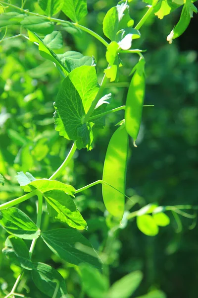Kefe Pisum Sativum 园中有未成熟豆荚 — 图库照片