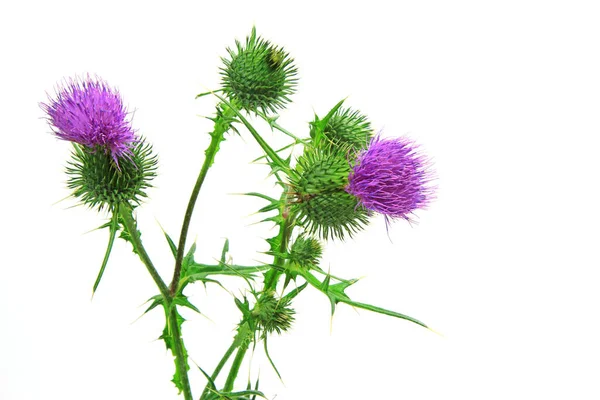 Cardo Comum Cirsium Vulgare Flores Isoladas Contra Fundo Branco — Fotografia de Stock