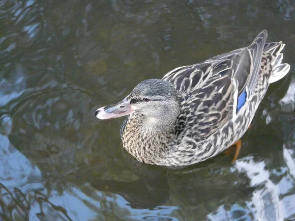 Eend Het Meer — Stockfoto