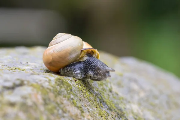 Sniglarnas Land — Stockfoto