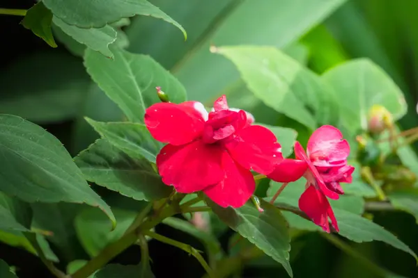 Immagine Sfondo Dei Fiori Colorati Sfondo Natura — Foto Stock