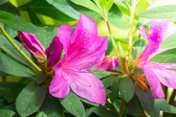 Image Fond Des Fleurs Colorées Fond Nature — Photo