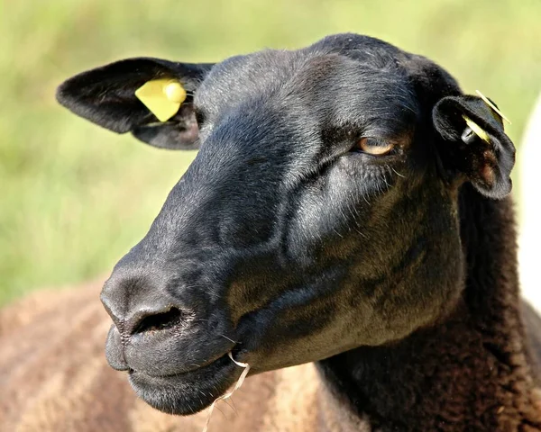 Fechar Para Cima Ovelhas Com Cabeça Preta — Fotografia de Stock