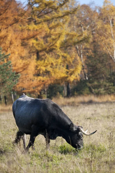 Μια Αγελάδα Μακριά Κέρατα Βόσκει Ένα Λιβάδι Δίπλα Ένα Δάσος — Φωτογραφία Αρχείου