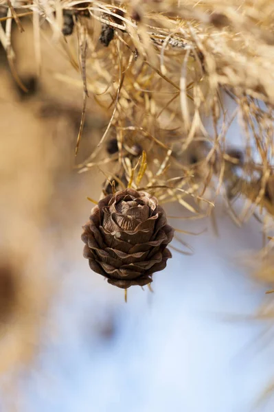 Una Piña Colgando Abeto Durante Otoño — Foto de Stock