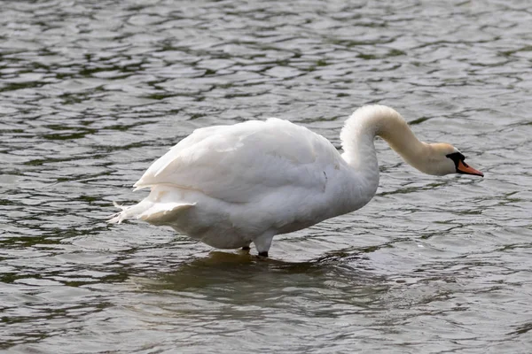 Cisne Con Cuello Extendido — Foto de Stock