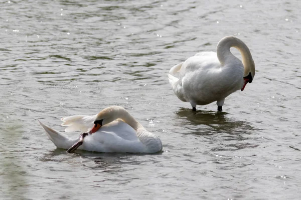 Pareja Cisnes Lago — Foto de Stock