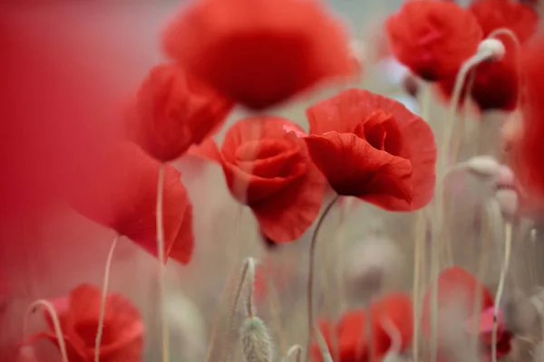 Poppy Flowers Red Flowers — Stock Photo, Image