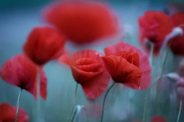 Fleurs Pavot Fleurs Rouges — Photo