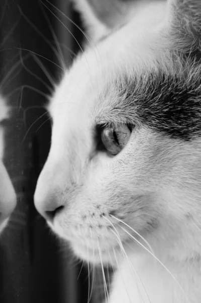 Gato Branco Senta Janela Olha Para Fora Foto Preto Branco — Fotografia de Stock