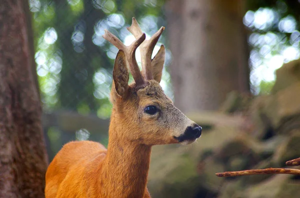 Veado Roe Com Belos Chifres Floresta — Fotografia de Stock