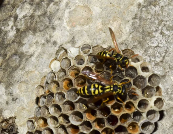 Yaban Arıları Polist Yakın Çekim Alınır Eşekarısı Bir Ailenin Yuva — Stok fotoğraf