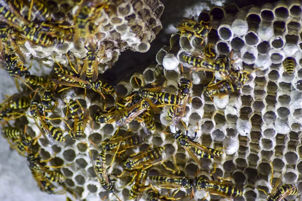 Yaban Arıları Polist Yakın Çekim Alınır Eşekarısı Bir Ailenin Yuva — Stok fotoğraf