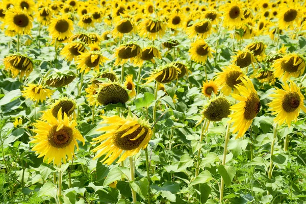 Floraison Tournesols Dans Les Champs Champ Tournesol Par Une Journée — Photo