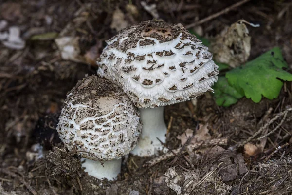 Rostoucí Houby Lese Přírodní Zázemí — Stock fotografie