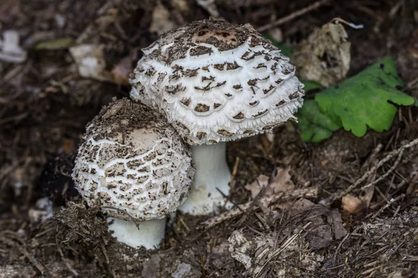 Paddenstoelen Kweken Bos Natuur Achtergrond — Stockfoto