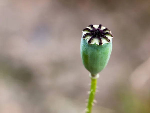 Close Uitzicht Mooie Wilde Papaver Bloemen — Stockfoto