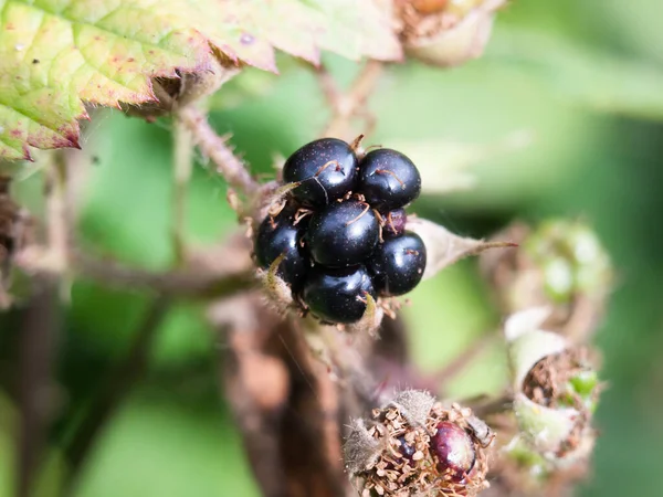 Single Wild Blackberry Odd Funny Looking Poisonous Forage — Stock Photo, Image