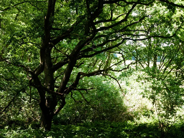 Árbol Dosel Hojas Corteza Textura Arriba Bosque Con Luz — Foto de Stock