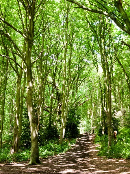 Árvore Dossel Folhas Casca Textura Acima Floresta Com Luz — Fotografia de Stock