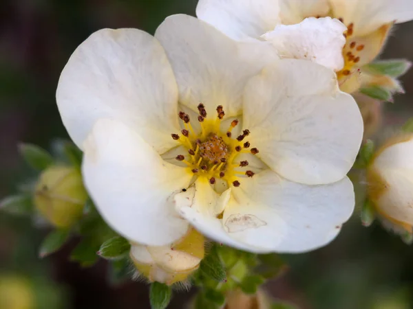 Красивая Крупная Деталь Лепестков Белых Цветков — стоковое фото