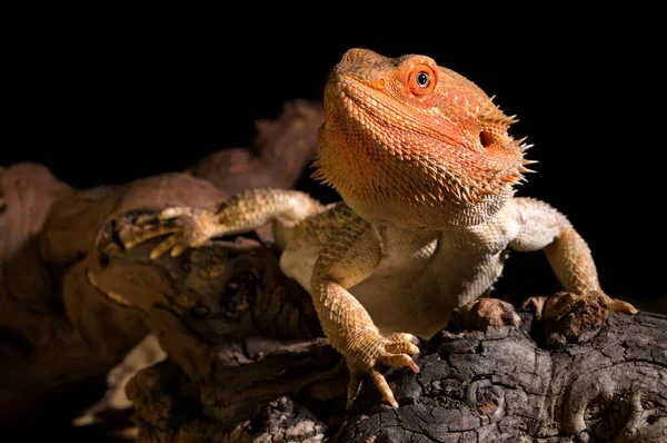 Dragon Barbu Lézard Exotique Reptilien — Photo