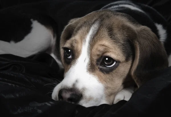 Portrait Cute Adorable Beagle Dog — Stock Photo, Image