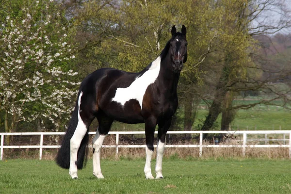 Paard Een Paddock — Stockfoto