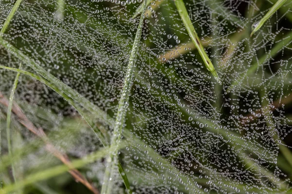 秋天有露珠的蜘蛛网 — 图库照片