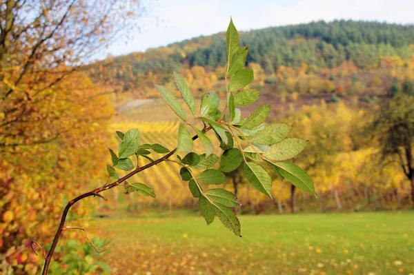 Green Leaves Rosehip Shrub Autumn Blurred Backdrop Landscape — Stok fotoğraf