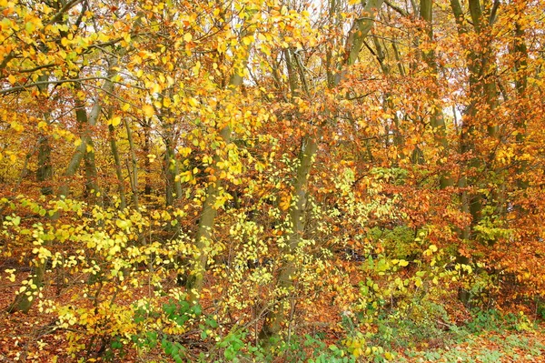 Hojas Árboles Arbustos Colores Brillantes Borde Del Bosque — Foto de Stock