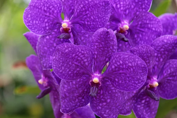 Orchid Flower Plant Flora — Stock Photo, Image