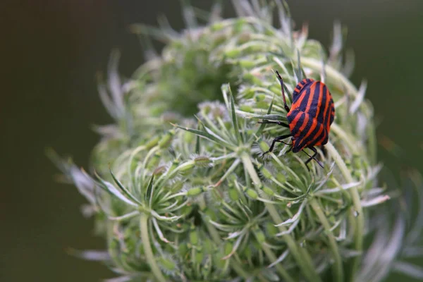 Línea Uva Raya Sobre Zanahoria Silvestre Daucus Carota — Foto de Stock